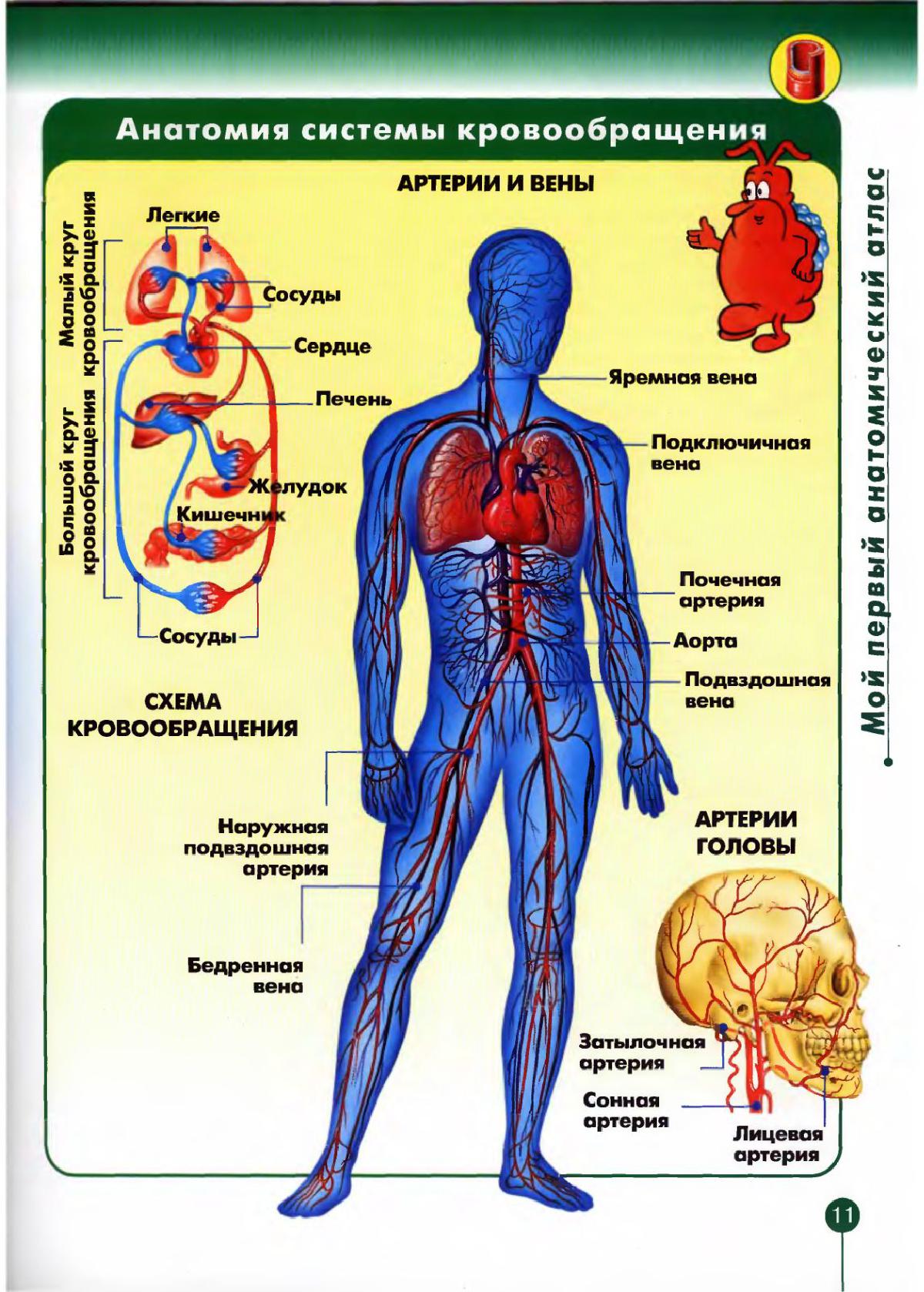 Анатомия человека кровообращение