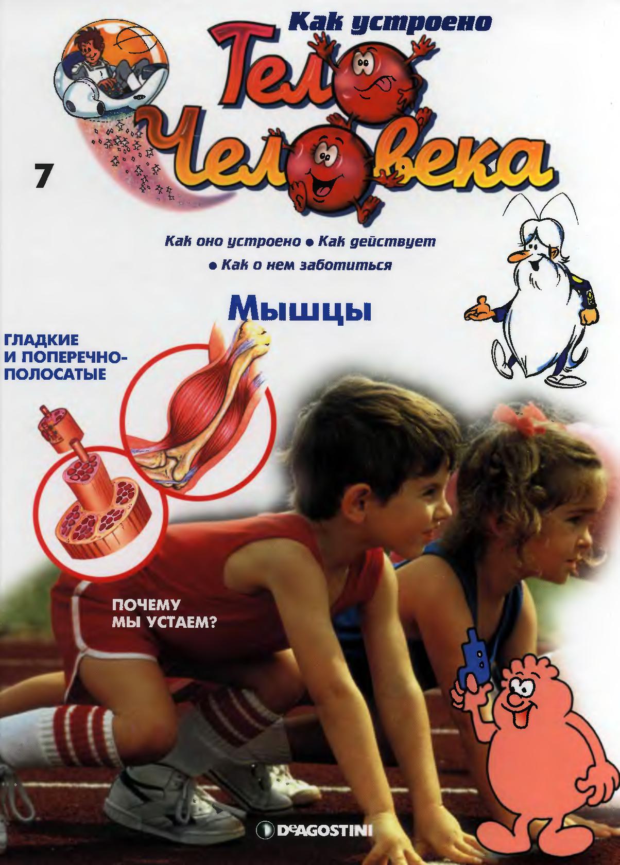 Тело человека. Мышцы