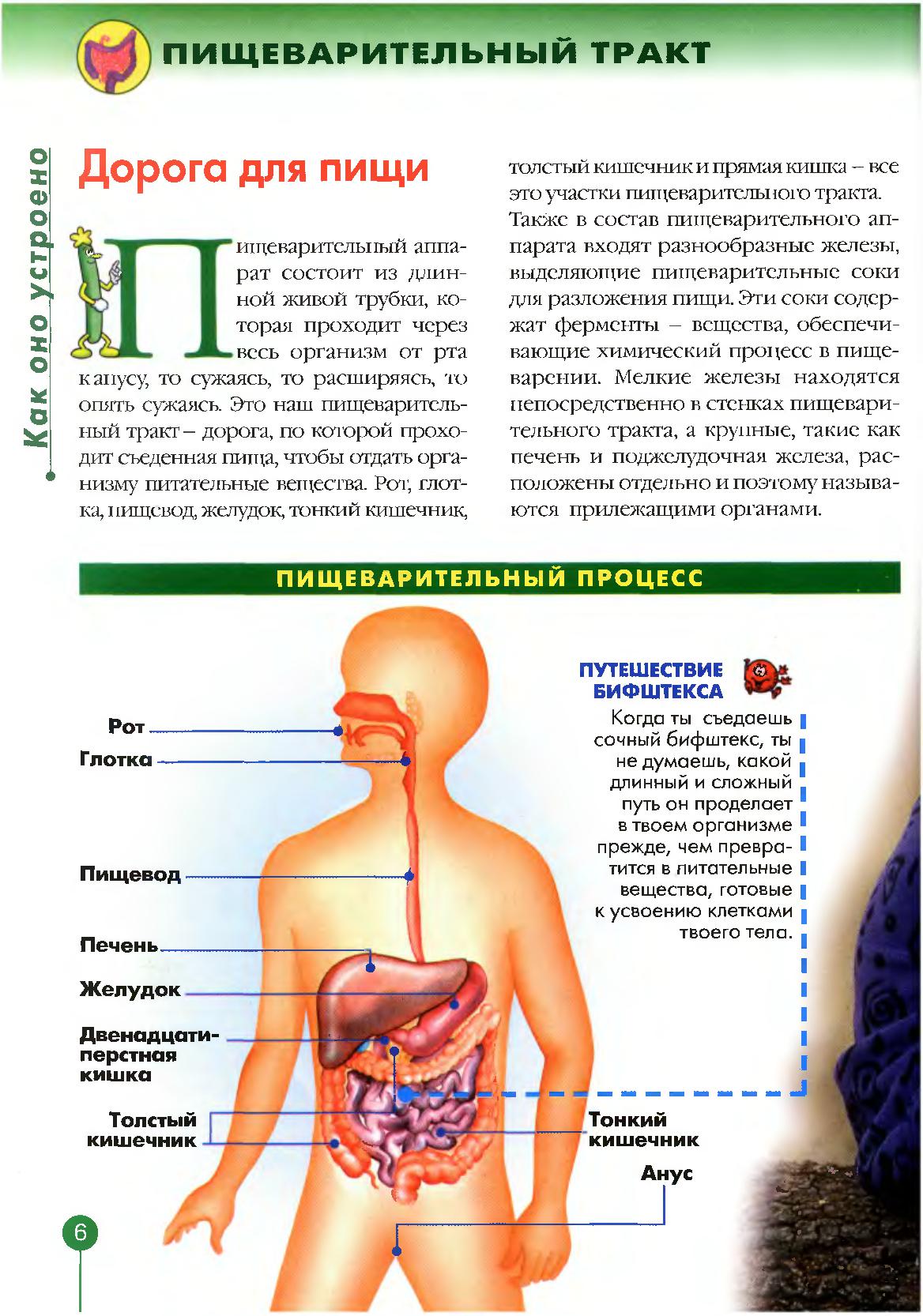 Тело человека 