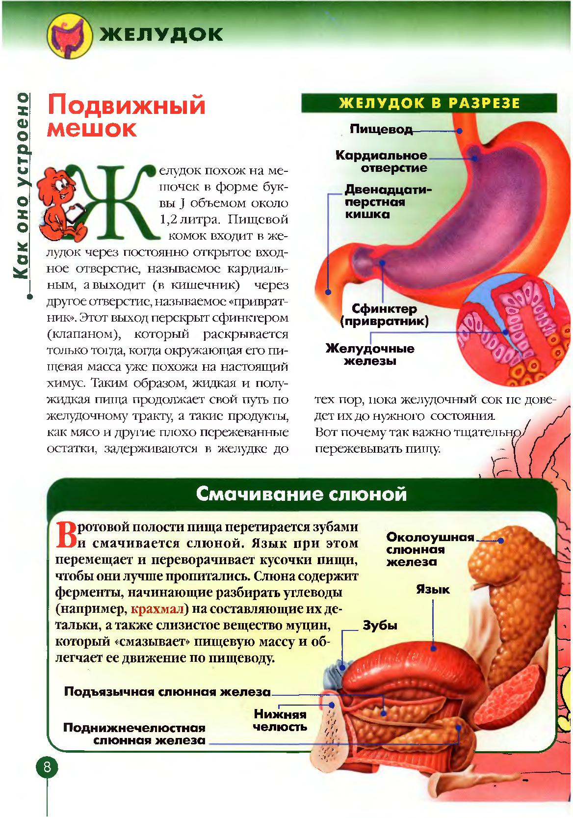 Человеческий организм желудок