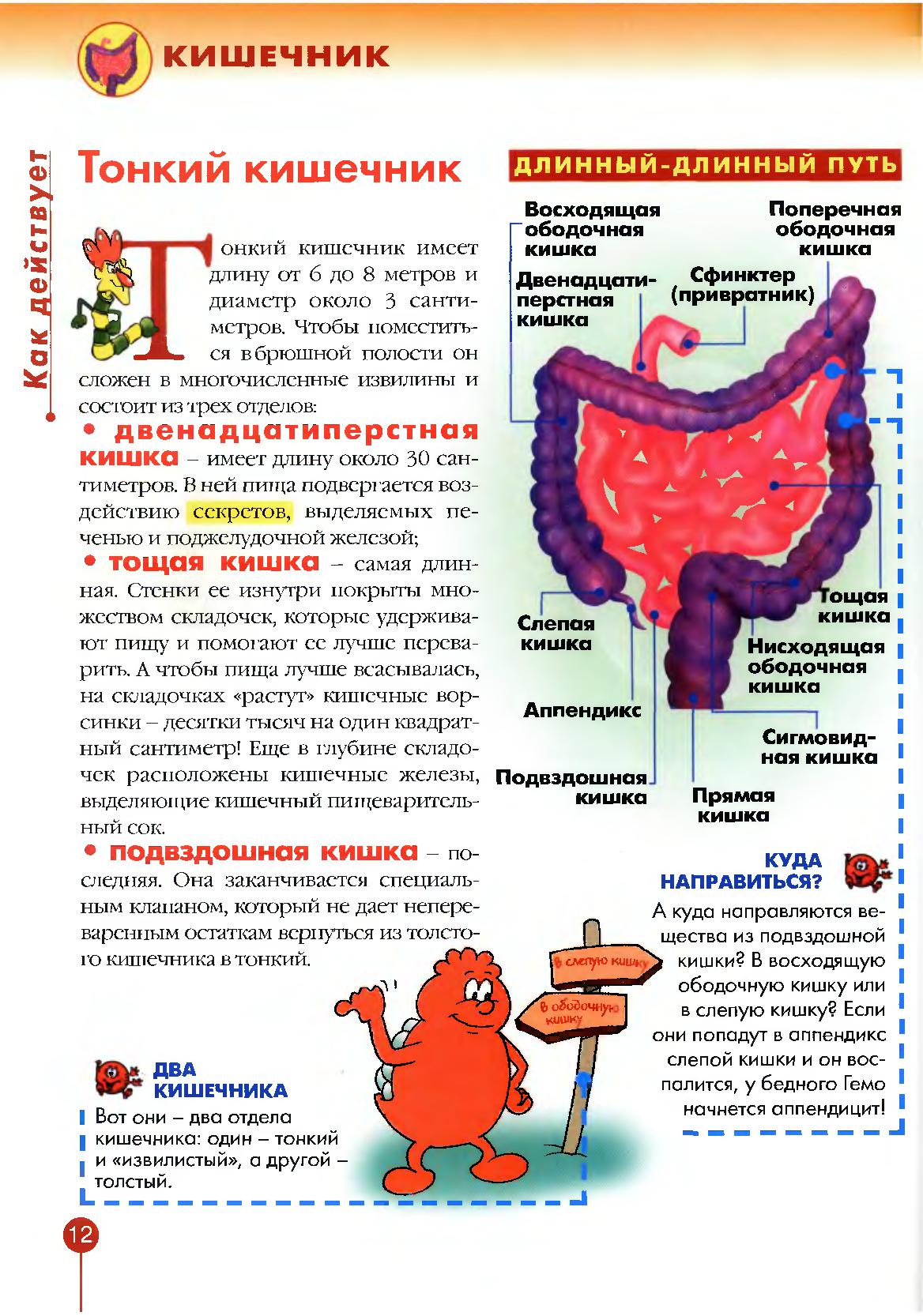 Тело человека 