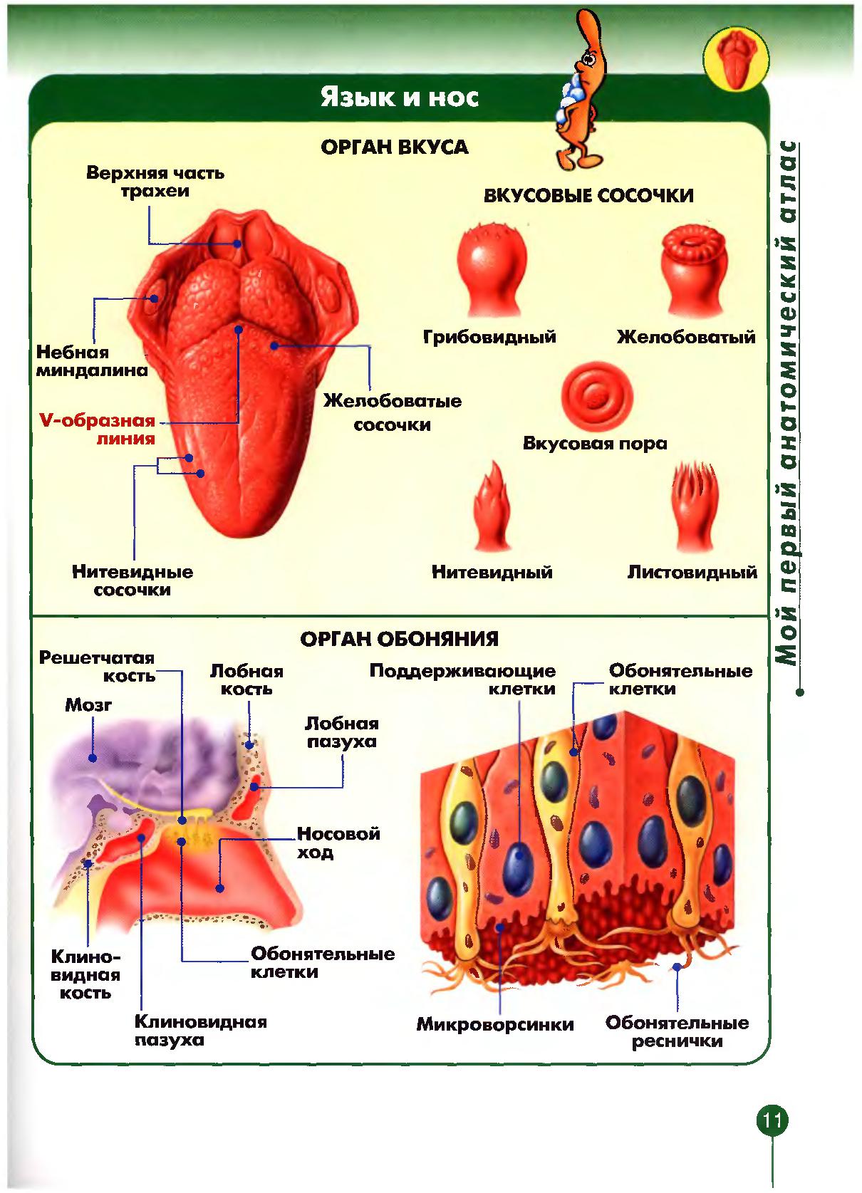 Функции органов вкуса и обоняния