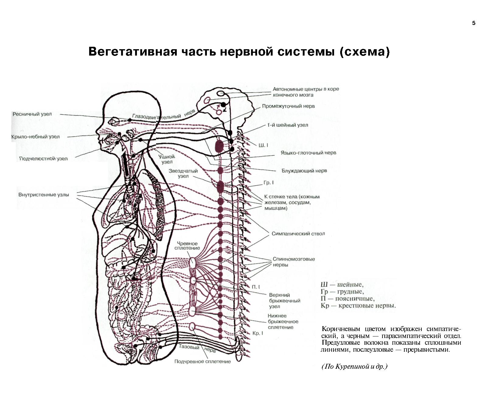Нервная система анатомия схема
