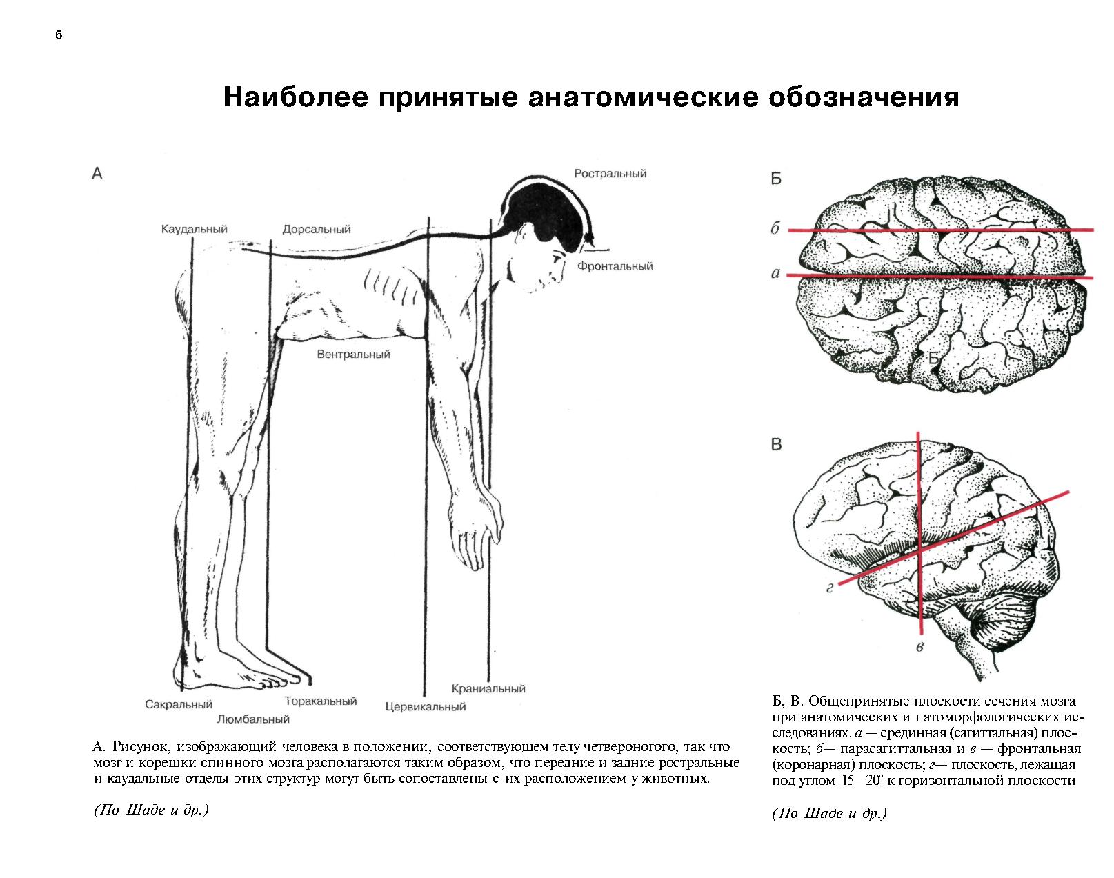 Осу карта нервы