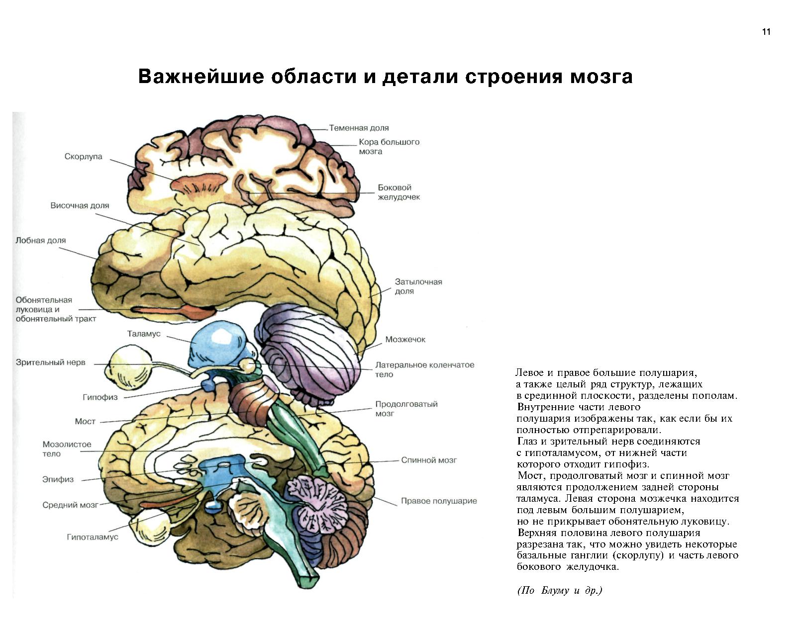 Строение головного мозга. Входит в состав головного мозга какая ткань. Подкорковые структуры головного мозга. Головной мозг состоит из. Входит в состав головного мозга какая ткань.