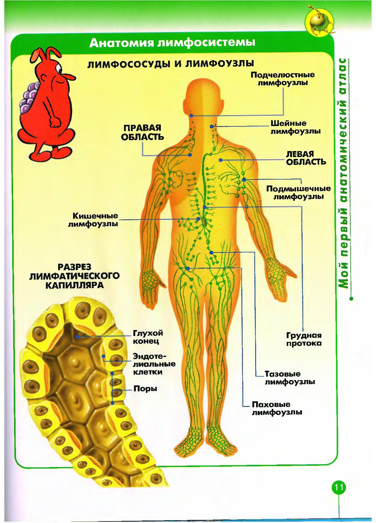 Лимфатическая система человека