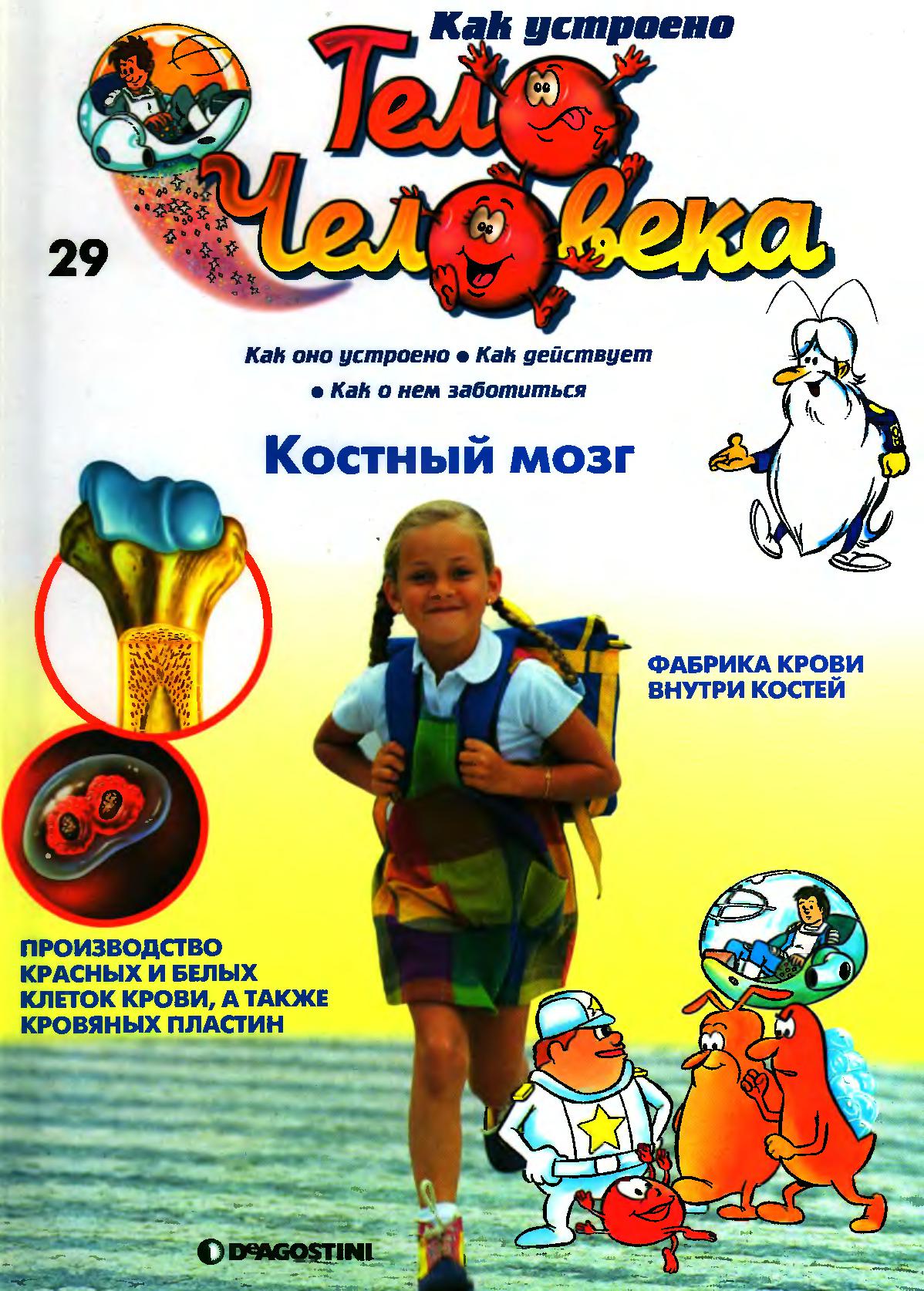 Тело человека. Костный мозг