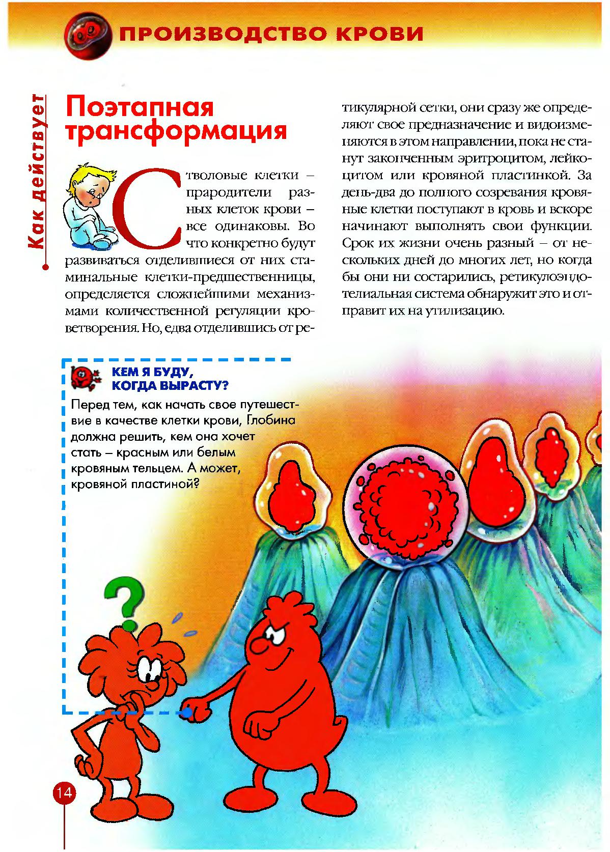 Тело человека. Костный мозг | Дефектология Проф