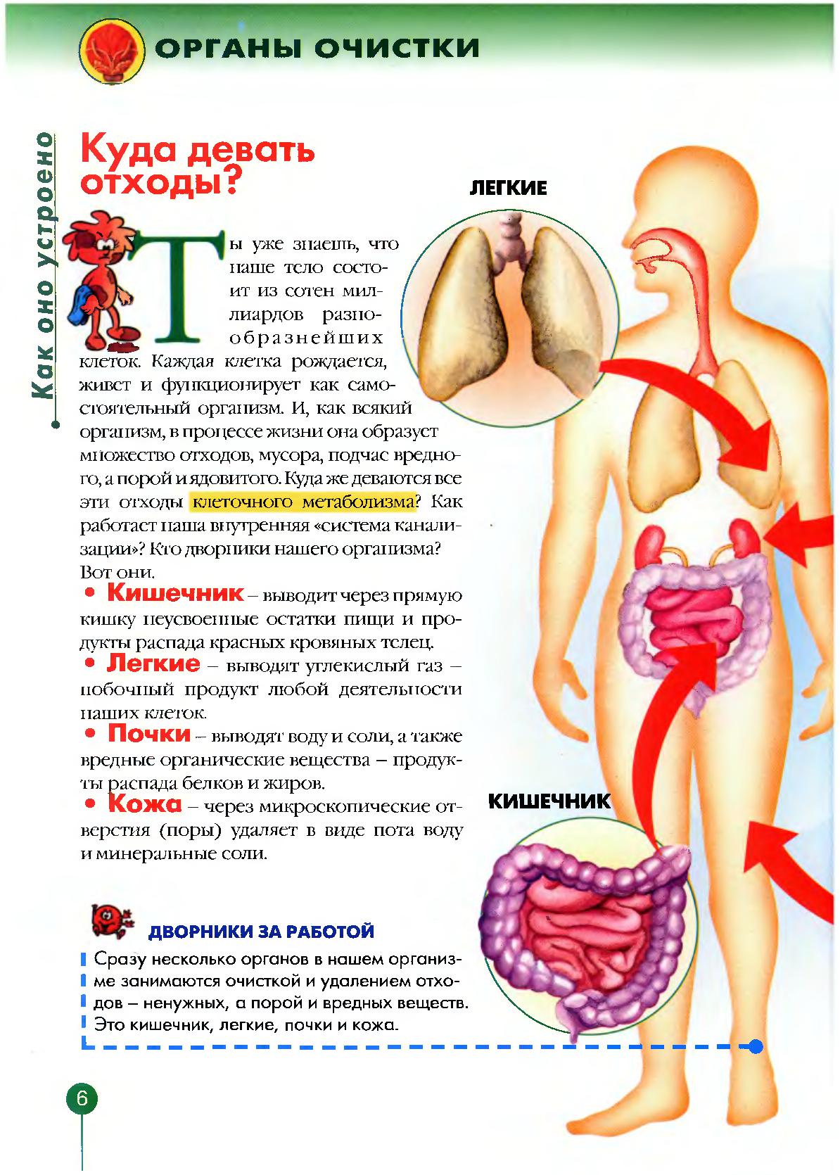 Очисток или очистков. Органы очистки организма. Какой орган очищает организм. Органы очищающие кровь в организме. Какой орган очищает организм от вредных веществ.