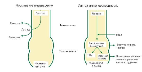 Проявления и механизм