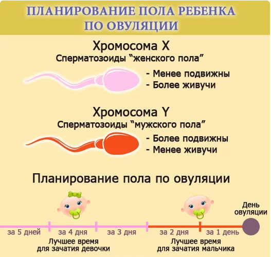 Планирование ребенка по овуляции