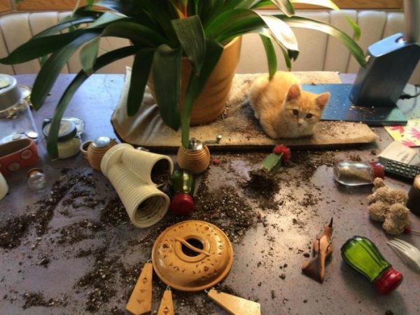 Самоизоляция с котом: все очень серьезно 😉 и как пережить 🤭