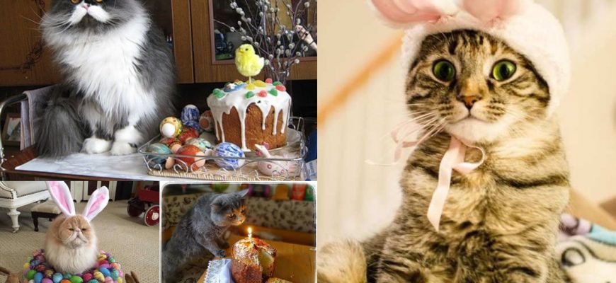 пасхальные котики