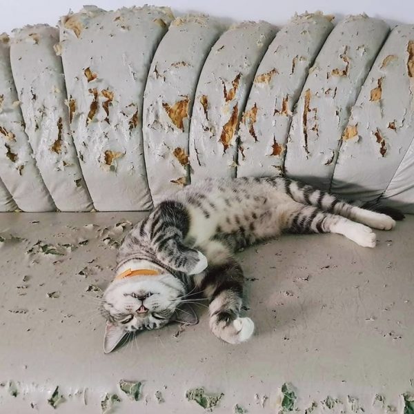 Самоизоляция с котом: все очень серьезно 😉 и как пережить 🤭