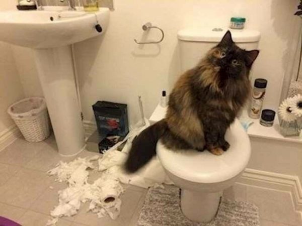 Самоизоляция с котом: все очень серьезно 😉 и как пережить 🤭