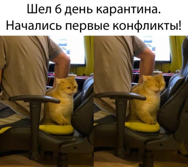 Как люди работают и развлекаются в самоизоляции дома: 26 реальных фото и 2 видео