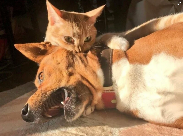 Самоизоляция с котом: все очень серьезно 😉 и как пережить 🤭
