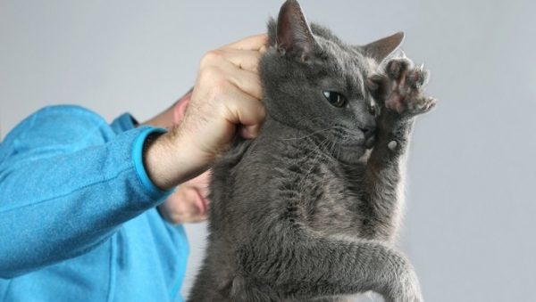 мучить кота