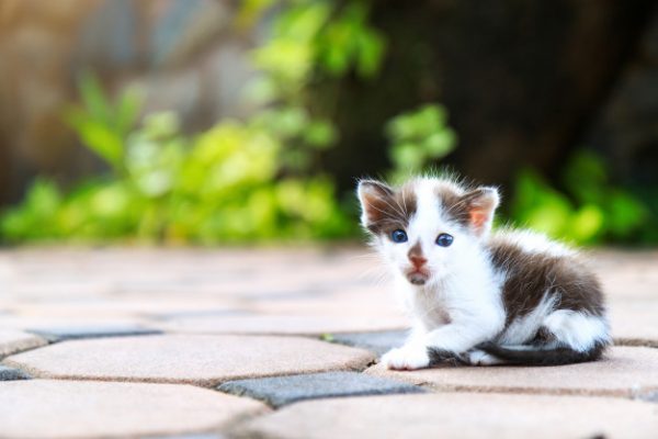 бродячий котенок