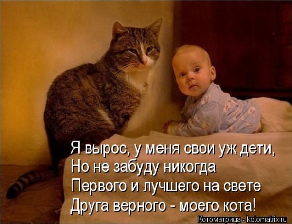 Самая сладкая парочка Интернета - дети и котики да еще с веселыми комментами
