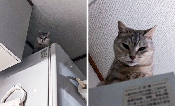 33 фото котиков, которые освоили человеческие профессии и очень ответственно относятся к работе