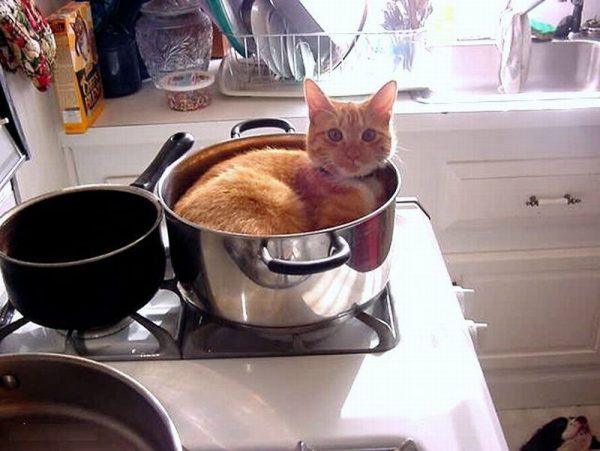 33 фото котиков, которые освоили человеческие профессии и очень ответственно относятся к работе