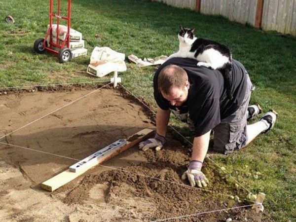 33 фото котиков, которые освоили человеческие профессии и очень ответственно относятся к работе