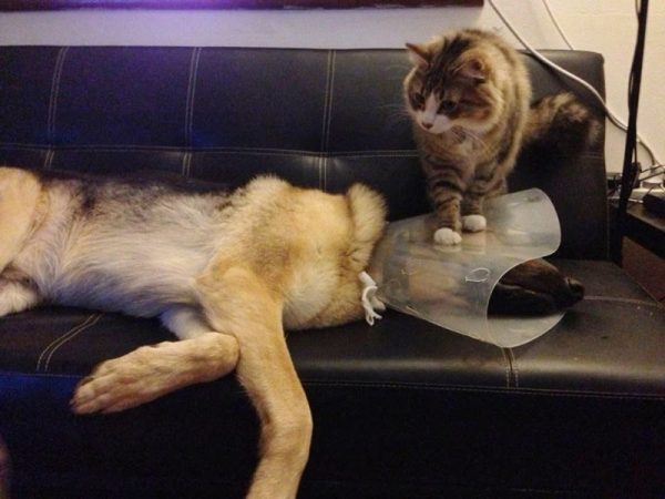 33 фото котиков, которые освоили человеческие профессии и очень ответственно относятся к работе