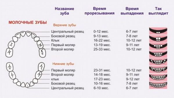 График выпадения молочных зубов