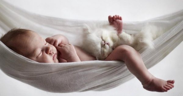 Появление малыша в семье с котом