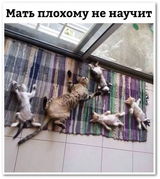 О воспитании с юмором: 22 фото и постов о родителях и их детях - держитесь за живот, а то пупок развяжется