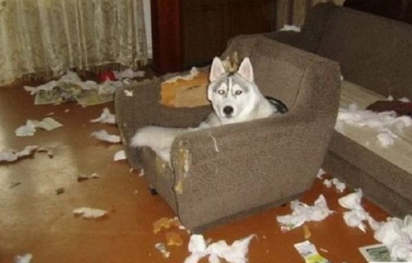 30 фото безобразий, которые сотворили четвероногие шалуны, пока хозяев не было дома - впечатлительным не смотреть
