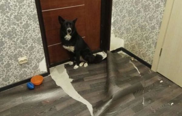 30 фото безобразий, которые сотворили четвероногие шалуны, пока хозяев не было дома - впечатлительным не смотреть