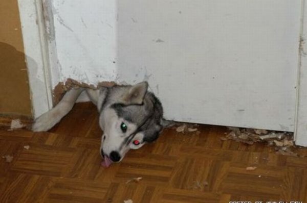 30 фото безобразий, которые сотворили четвероногие шалуны, пока хозяев не было дома - впечатлительным не смотреть