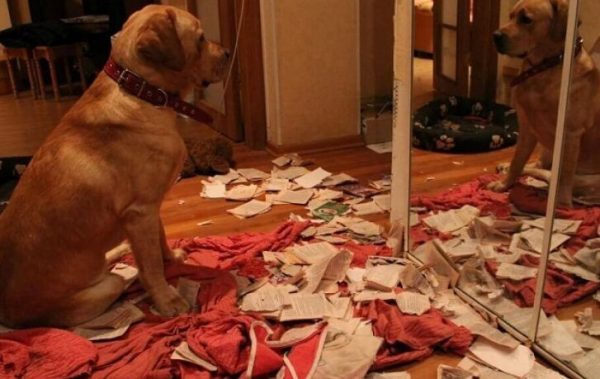 30 фото безобразий, которые сотворили четвероногие шалуны, пока хозяев не было дома - впечатлительным не смотреть