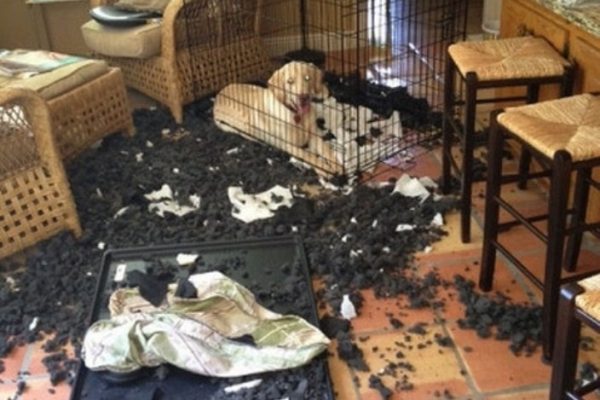 30 фото безобразий, которые сотворили четвероногие шалуны, пока хозяев не было дома - впечатлительным не смотреть
