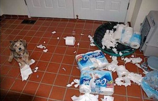 30 фото безобразий, которые сотворили четвероногие шалуны, пока хозяев не было дома - впечатлительным не смотреть
