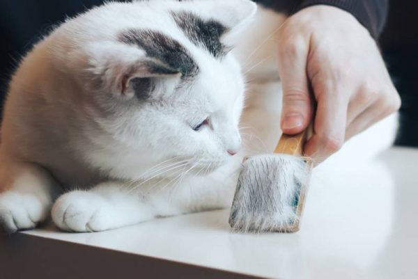 Кот и щетка для вычесывания