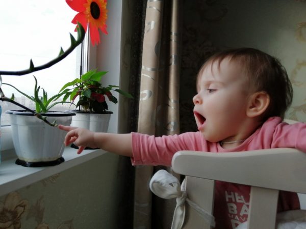 цветы