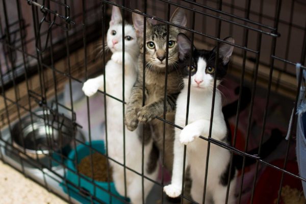 приют для кошек