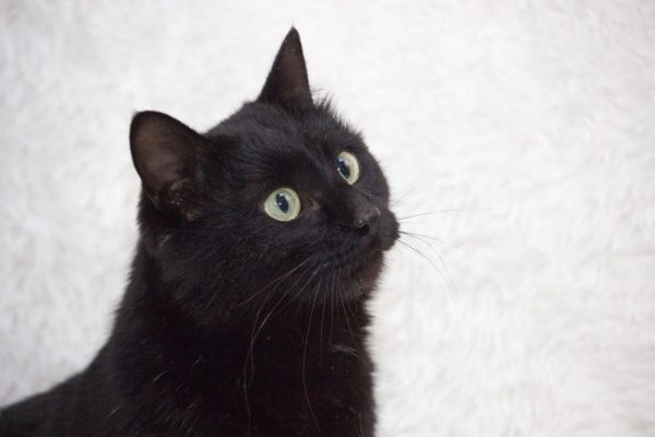 Чёрный кот