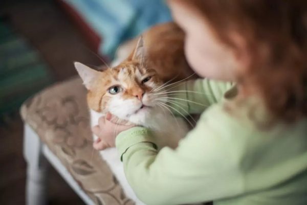 Малыш мучает кота