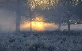 Foggy morning