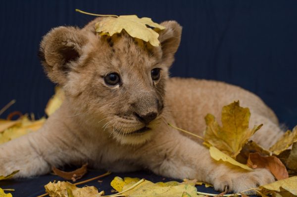 Lion cub