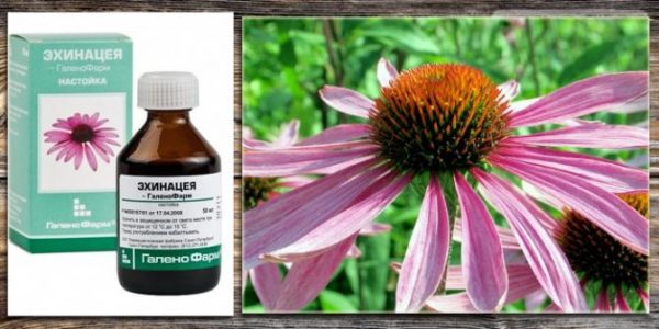 Echinacea tincture