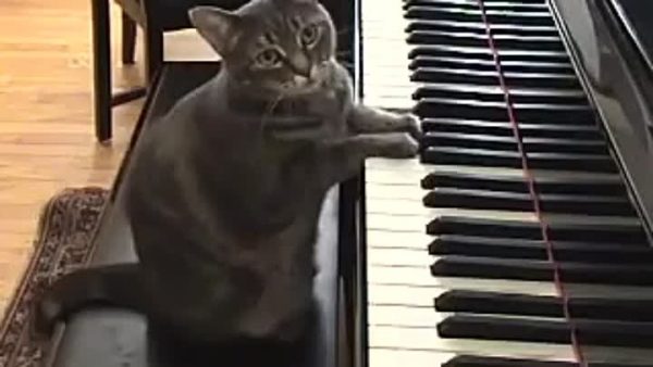 Кот играет на пианино