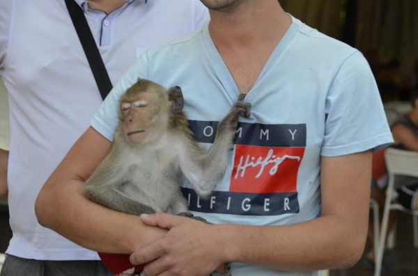 Как помочь несчастным животным, с которыми предлагают сфотографироваться на пляже?