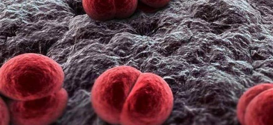 Meningococcus