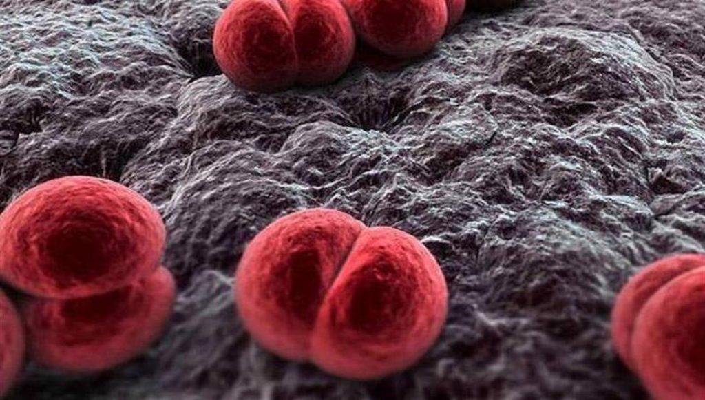 Meningococcus