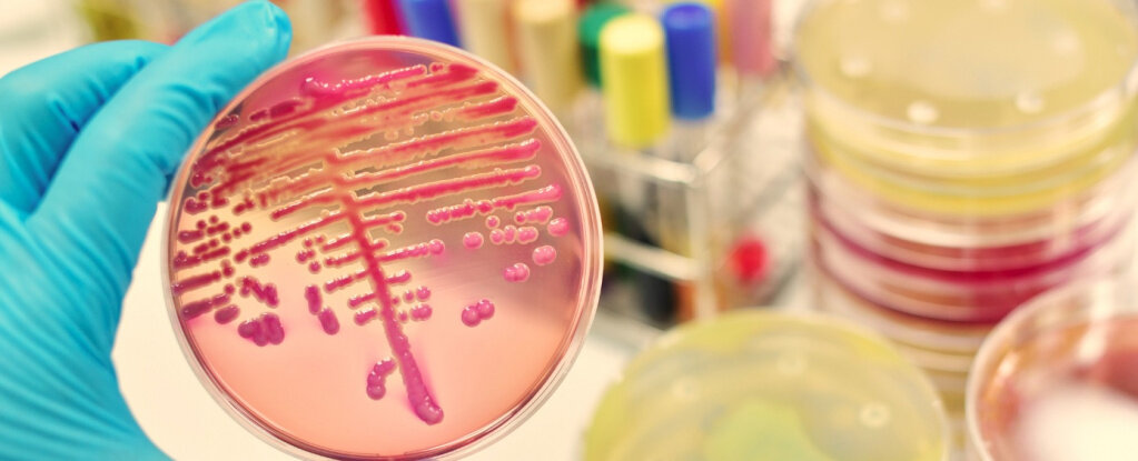 Meningococcus